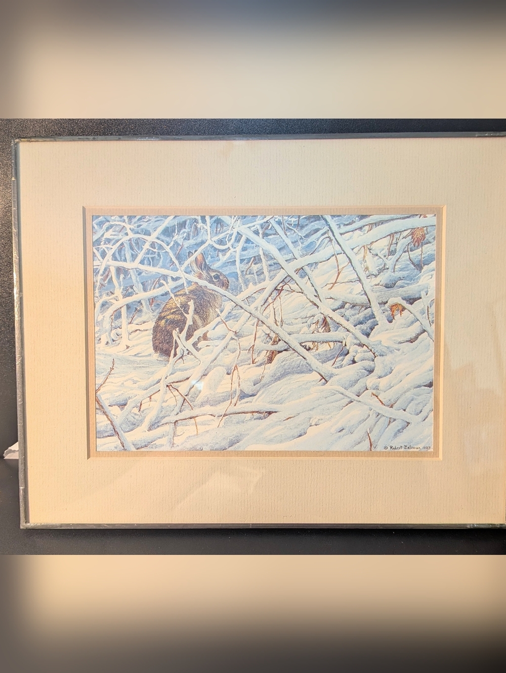 Robert Bateman Heritage Frame Print In The Briar Patch Cottontail Rabbit